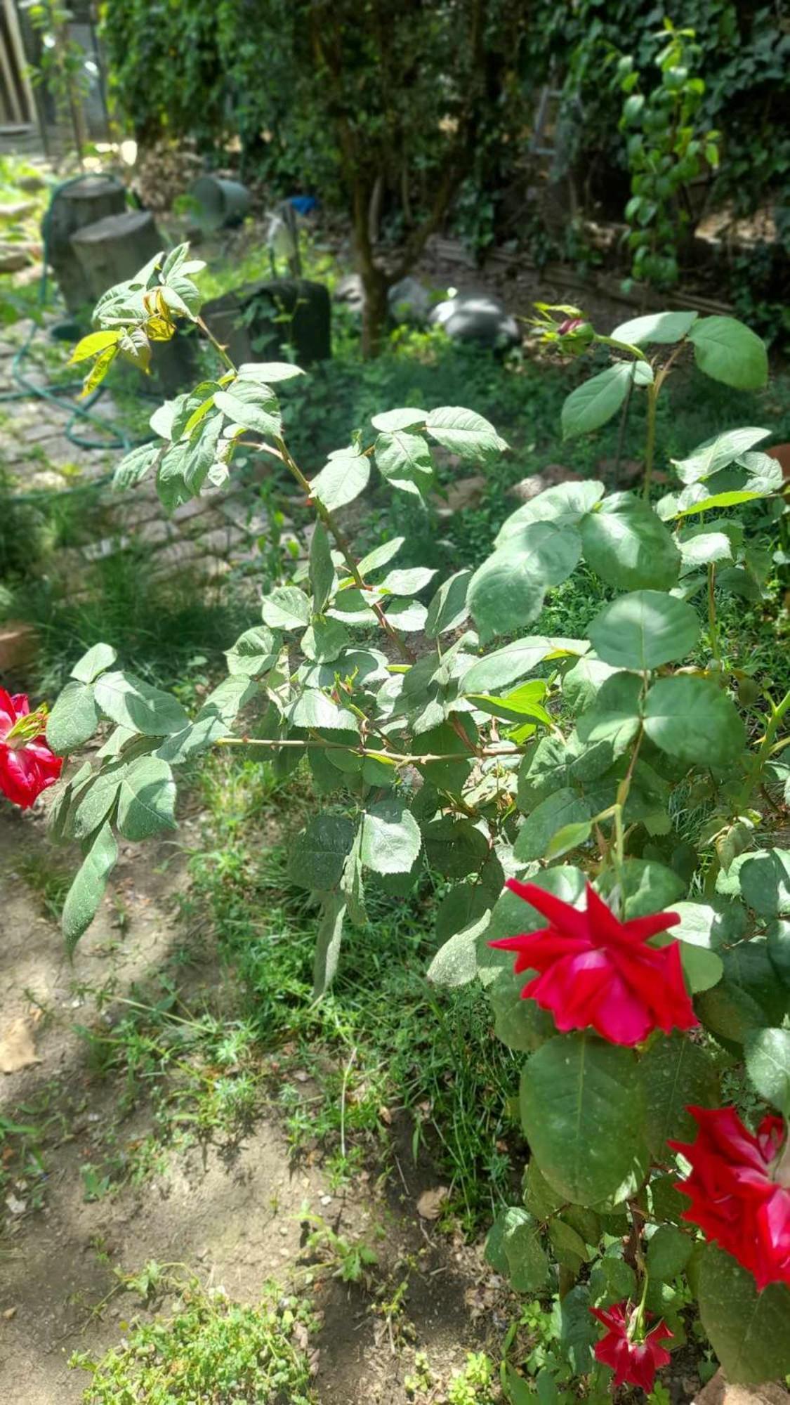 Gardens In Vake, Tbilisi Hotell Eksteriør bilde